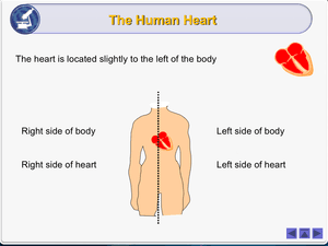 Al Bio Heart Structure And Function