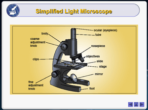 Al Bio Light Microscopy