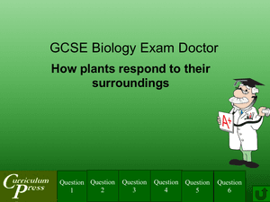 Gcse Biology Doctor How Plants Respond To Their Surroundings