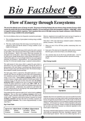 016 Energy Flow Ecco