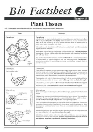 019 Plant Tissues