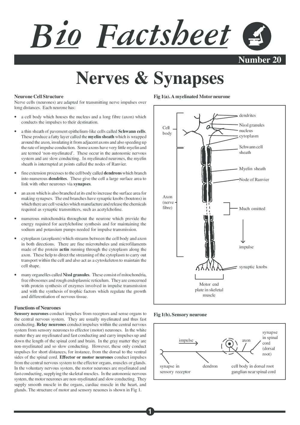 020 Nerves And Synapses