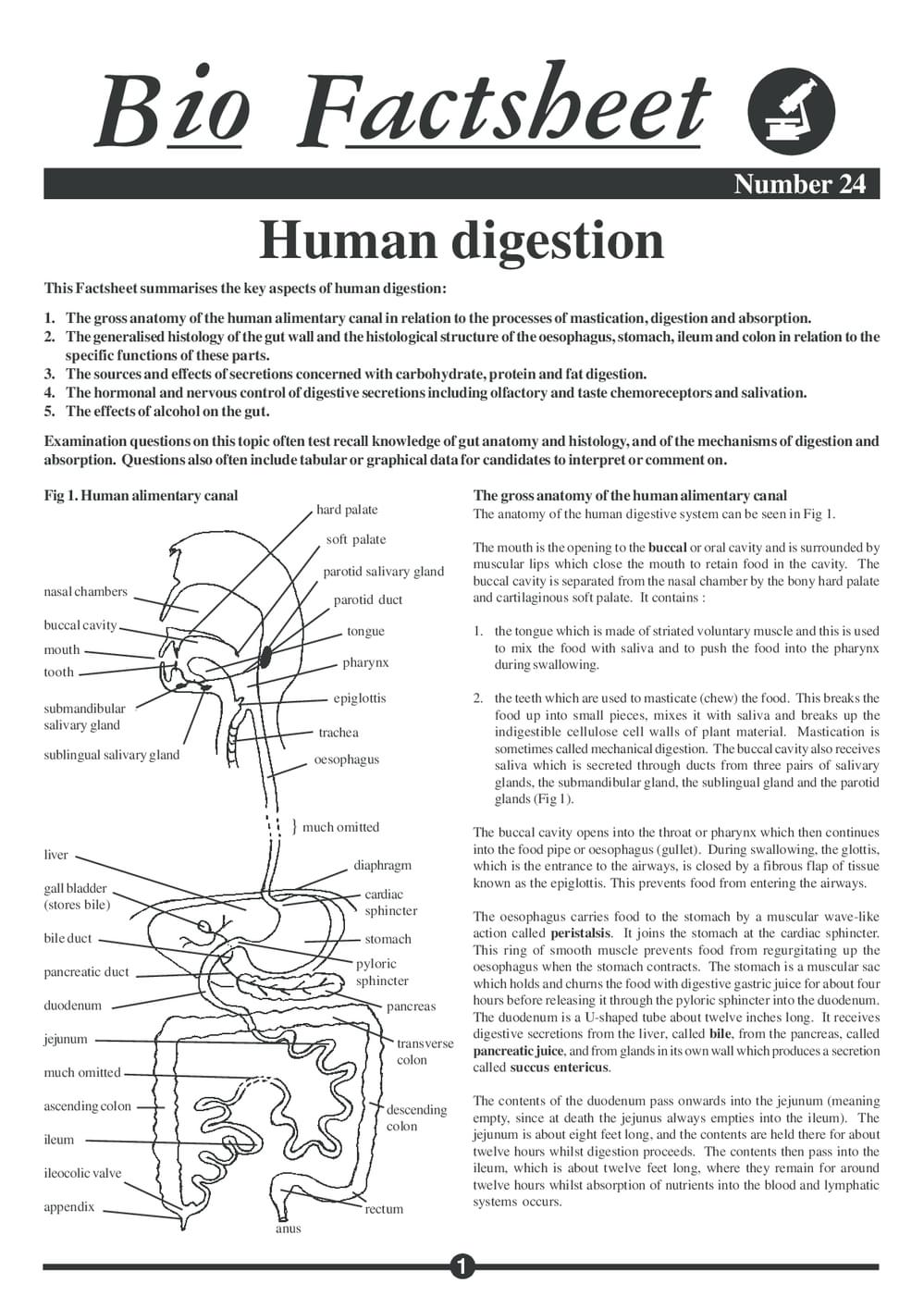 024 Human Digestion