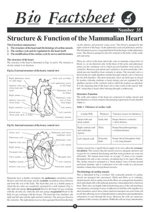 035 Mammalian Heart
