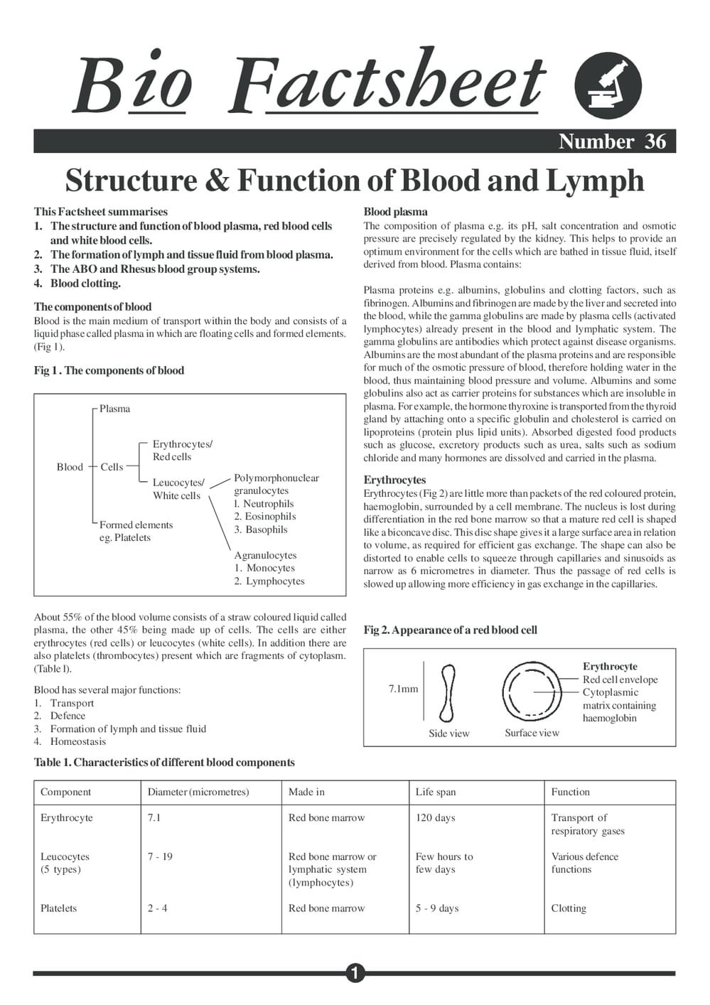 036 Blood And Lymph