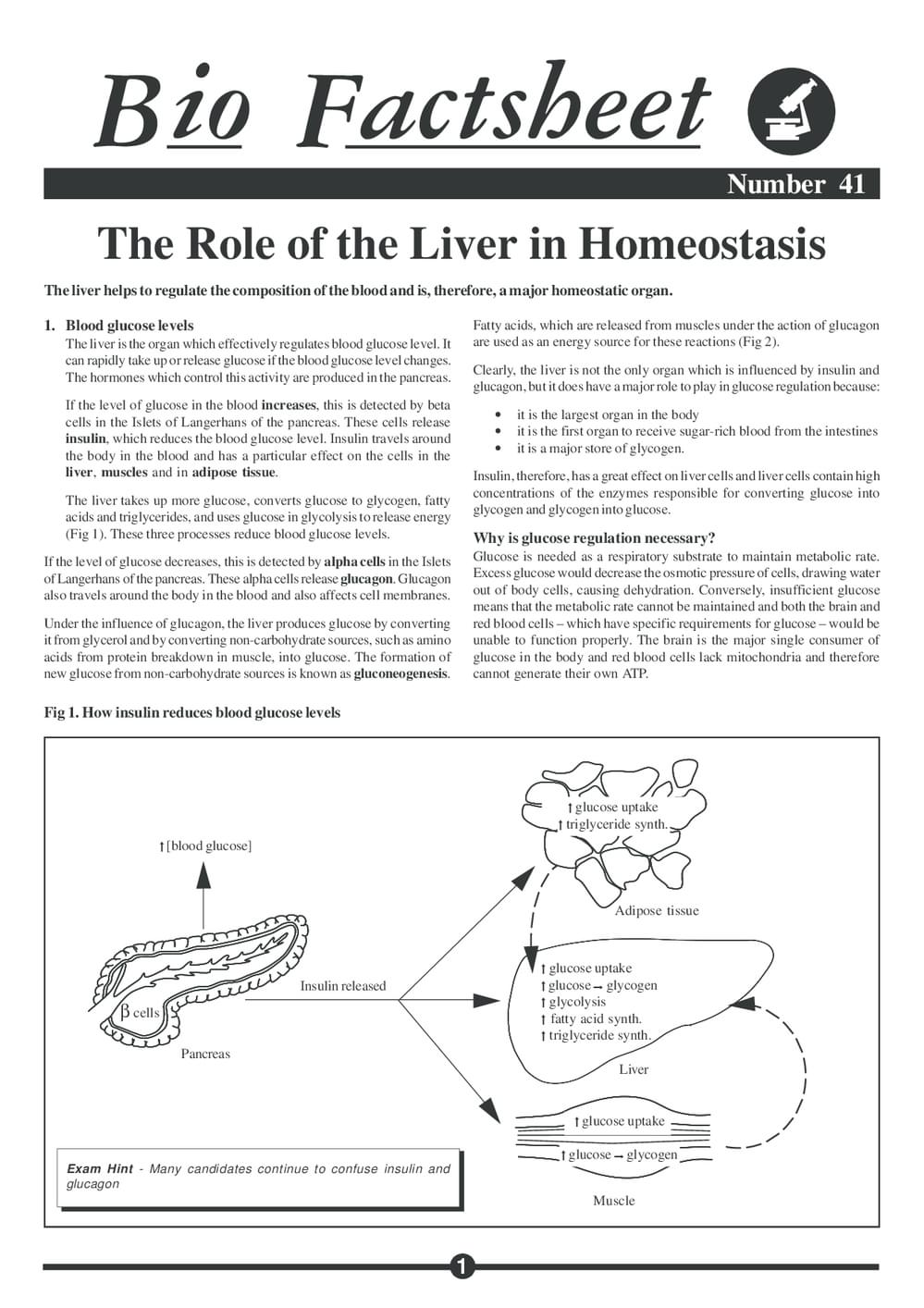 041 Liver Homeostasis