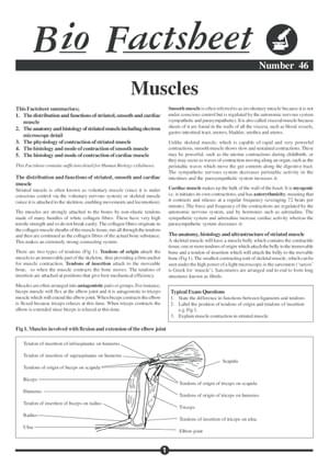 046 Muscles