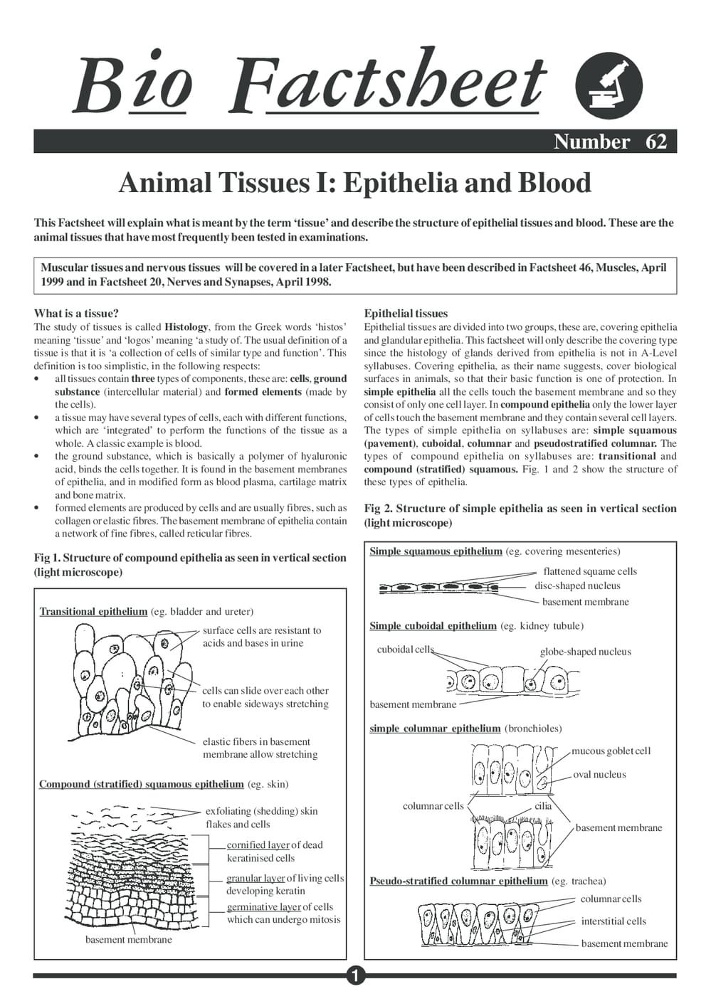062 Epithelia And Blood