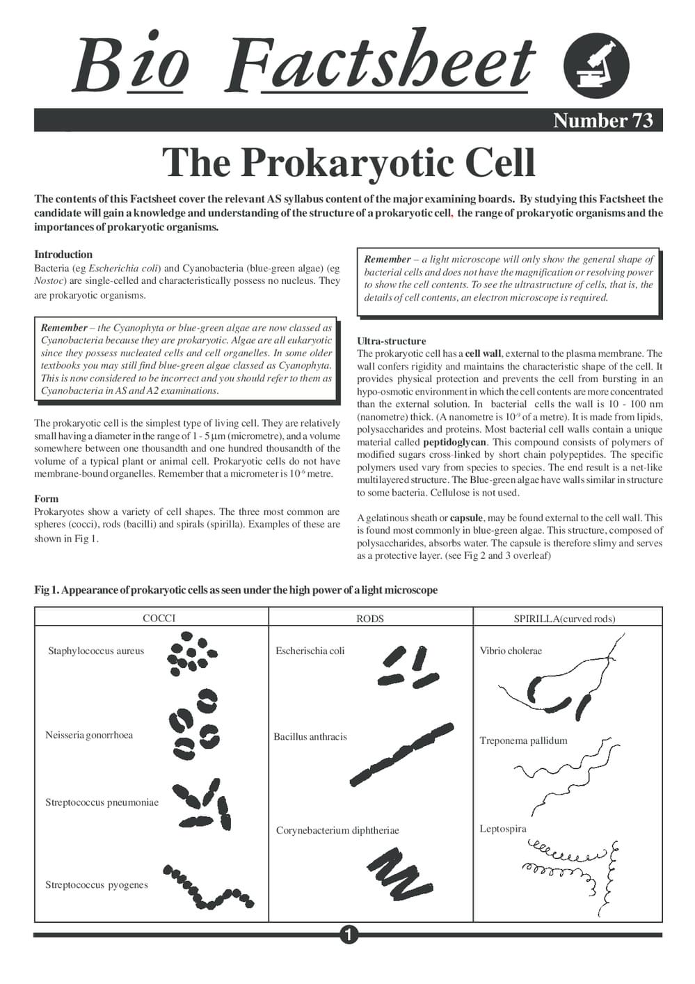 073 Prokaryotic Cell