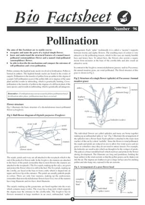 096 Pollination