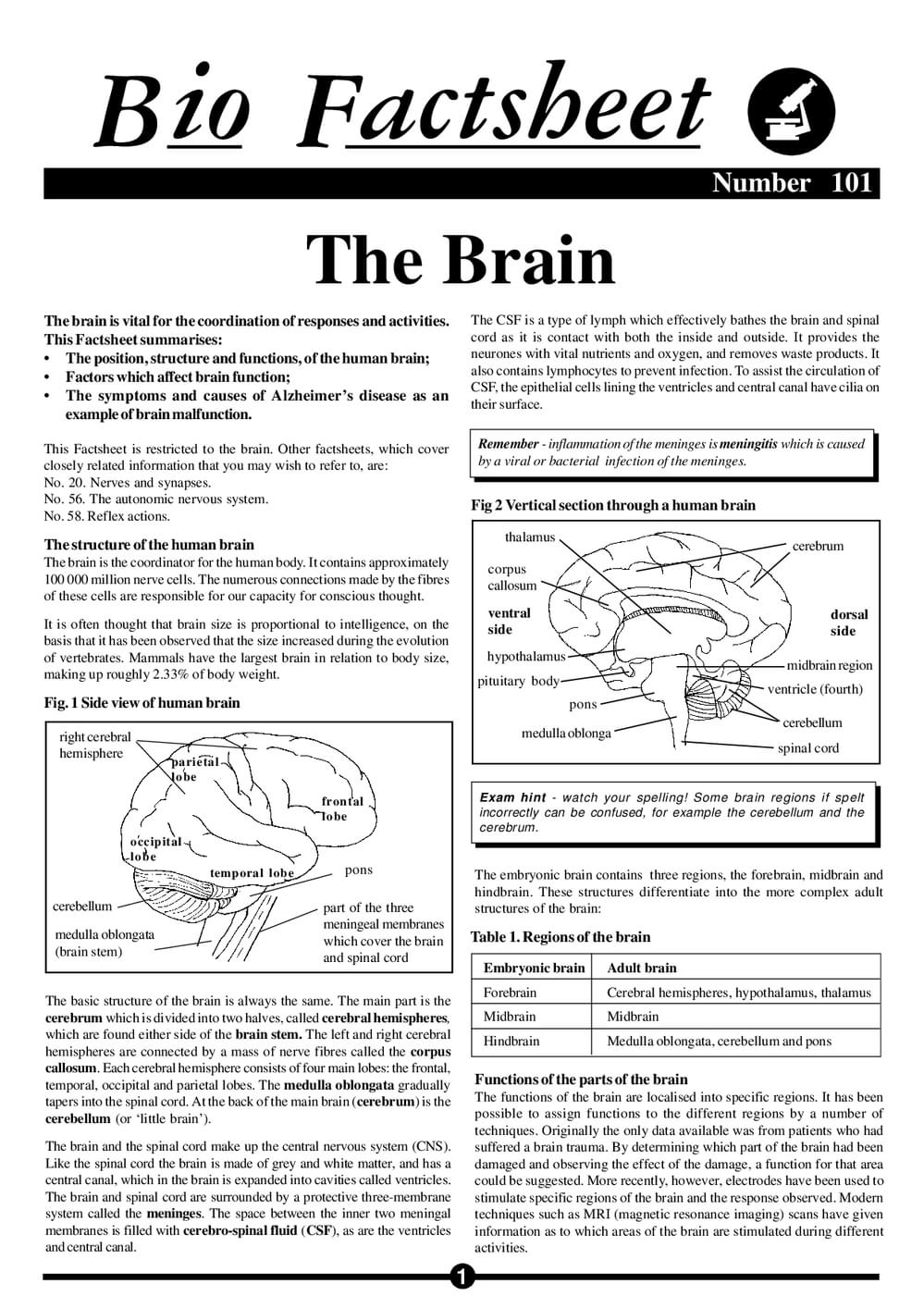 101 The Brain