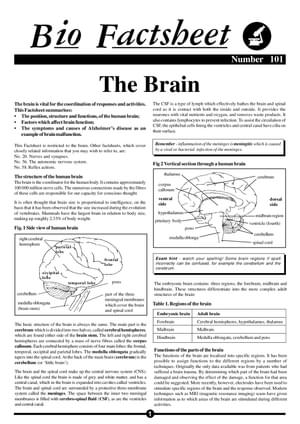 101 The Brain
