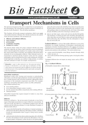 116 Trans Mech Cells