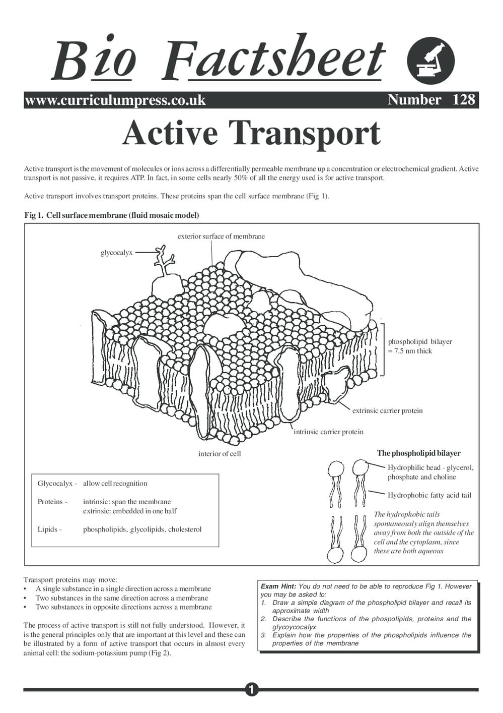 128 Active Transport