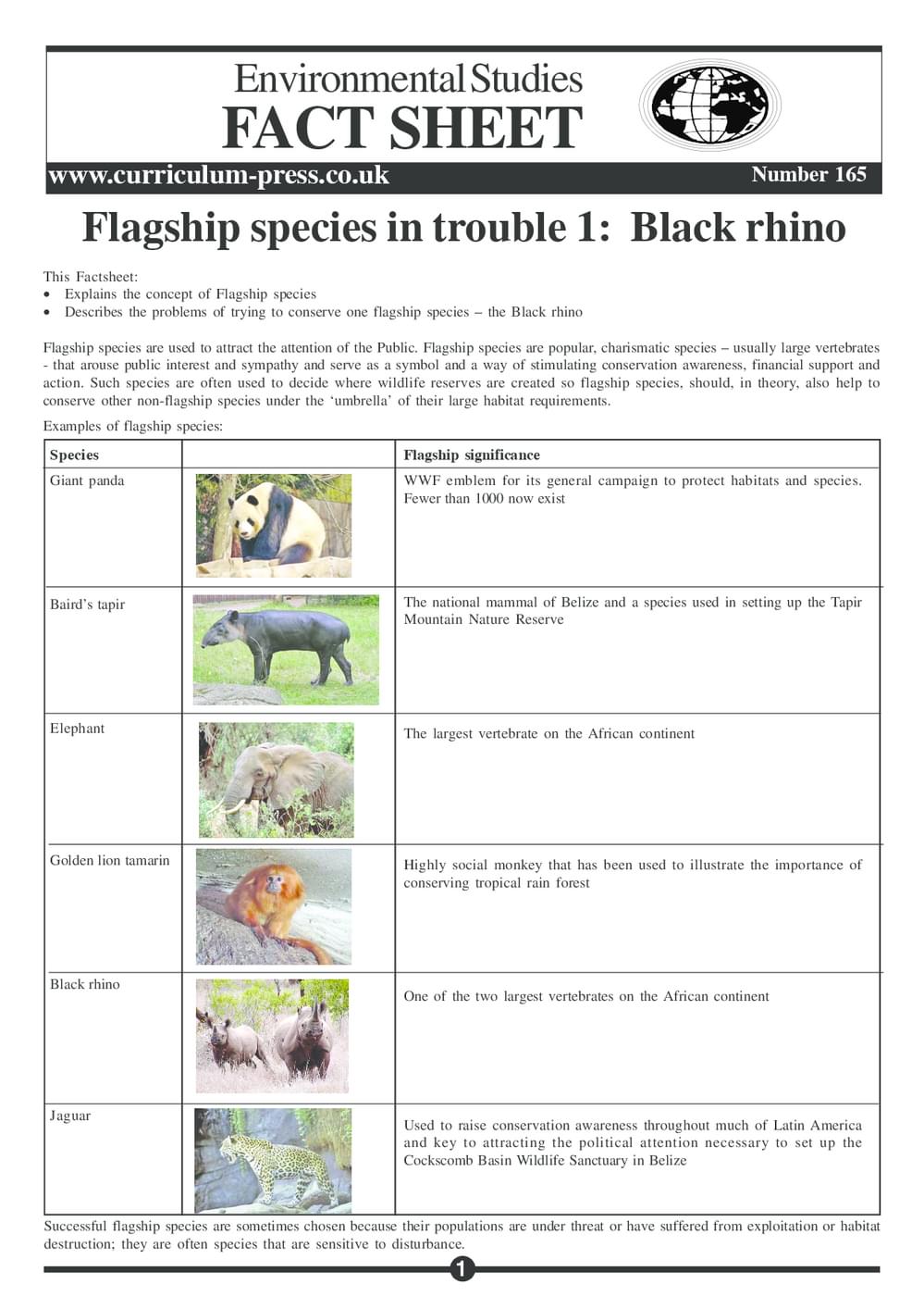 165 Flagship Species   Black Rhino