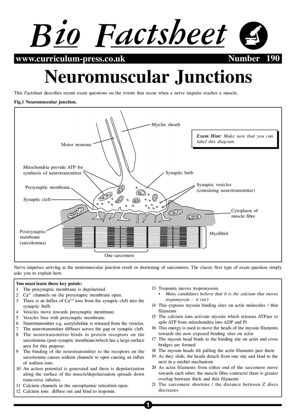 190 Neuro Junctions