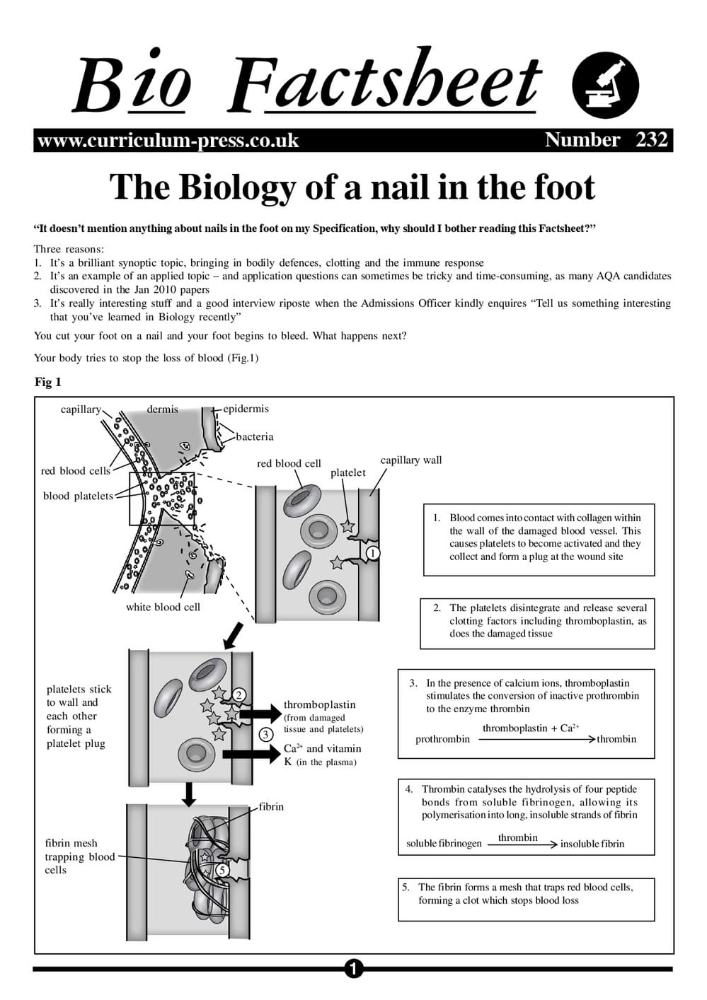 The Biology of a Nail in the Foot - Curriculum Press