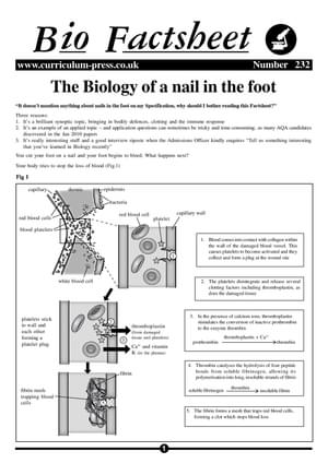 232 Bio Nail In Foot
