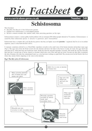 248 Schistosoma