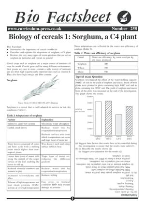 258 Cereals C4 Plants