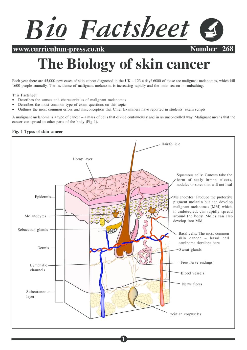 268 Skin Cancer