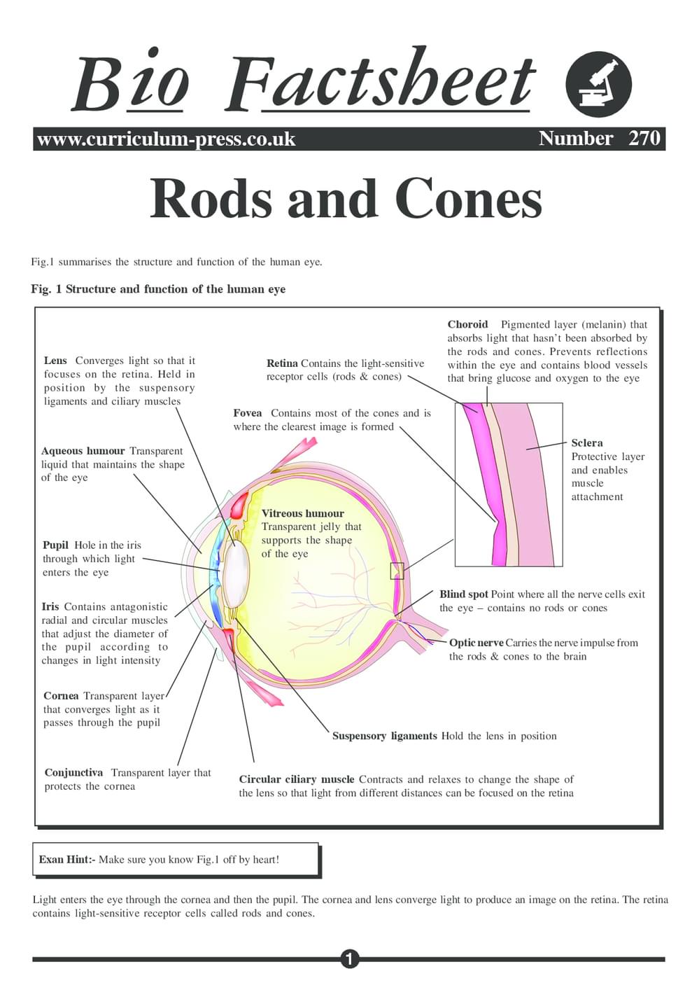 Cones Amd Rods Rods and Cones - Curriculum Press
