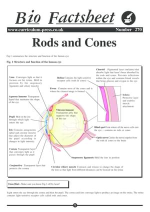 270 Rods And Cones