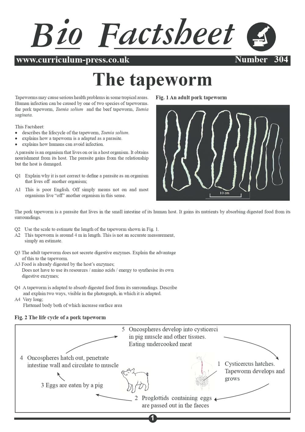 304 Tapeworm