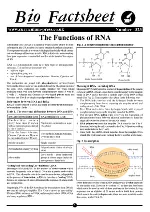 323 The Functions Of Rna