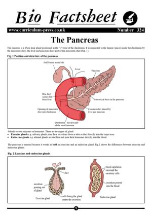 324 The Pancreas