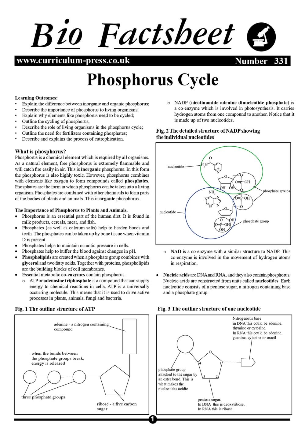 331 Phosphorus Cycle V2