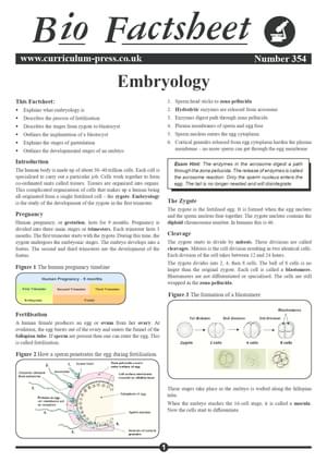 354 Embryology