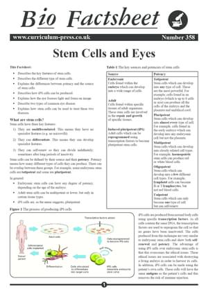 358 Stem Cells And Eyes