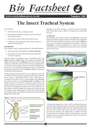 360 The Insect Tracheal System