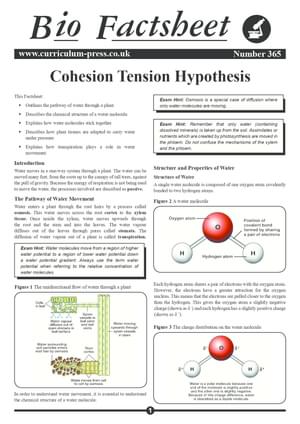 365 Cohesion Tension Hypothesis V2