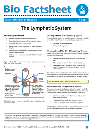375 The Lymphatic System v2