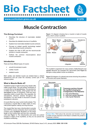 379 Muscle Contraction v2