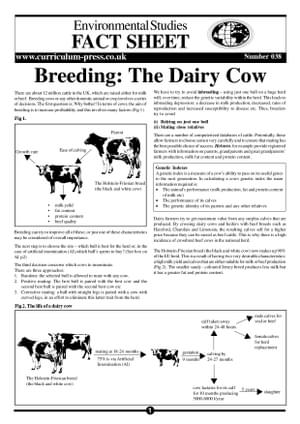 38 Breeding The Dairy Cow