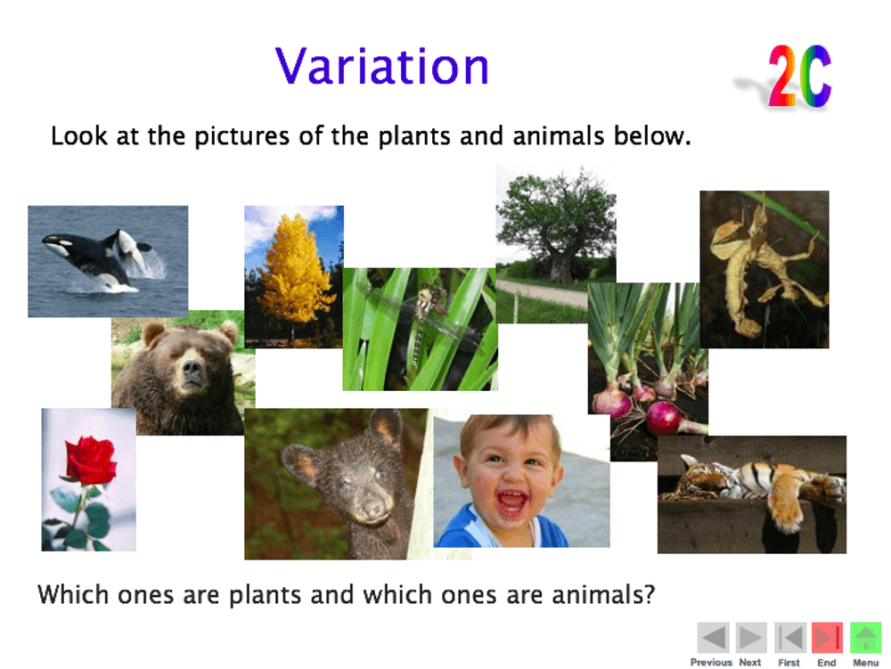 Variation – Year 2 Science PowerPoint - Curriculum Press