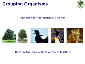 Grouping Organisms